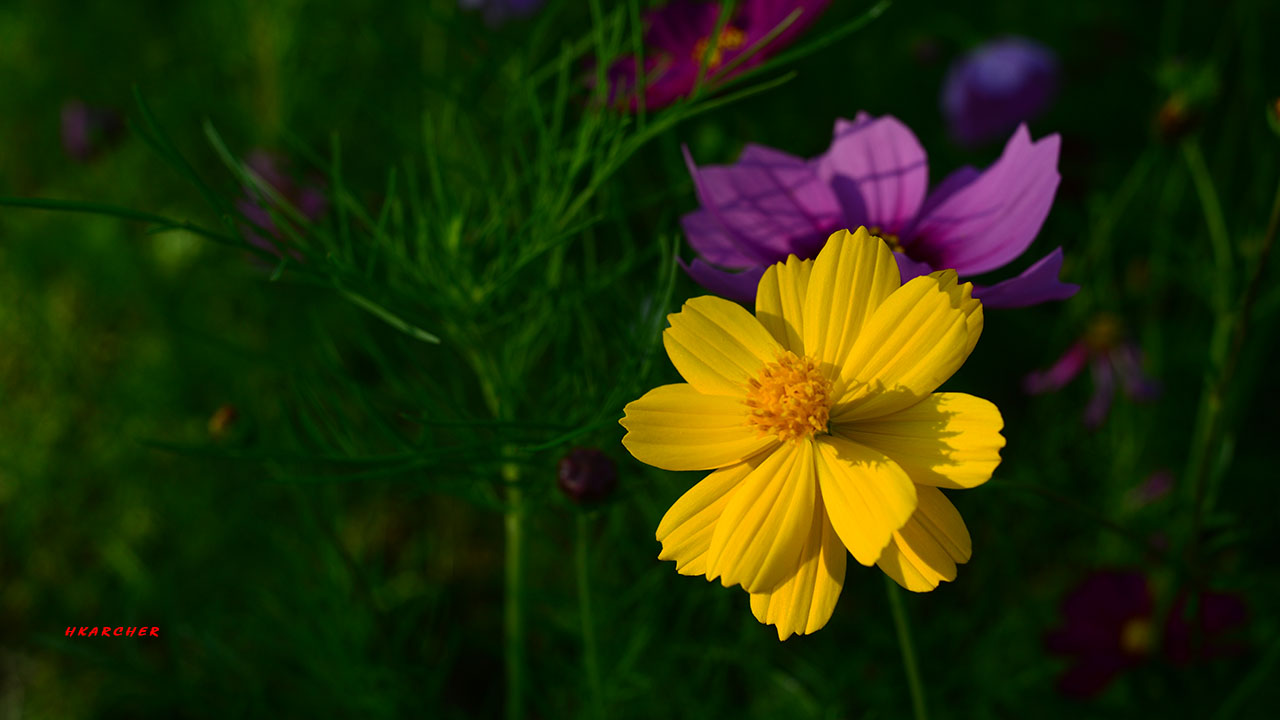 聖獅公園（Singha Park）